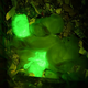 Illustration for article titled These Glow in the Dark Rabbits Will Help Cure Diseases One Day